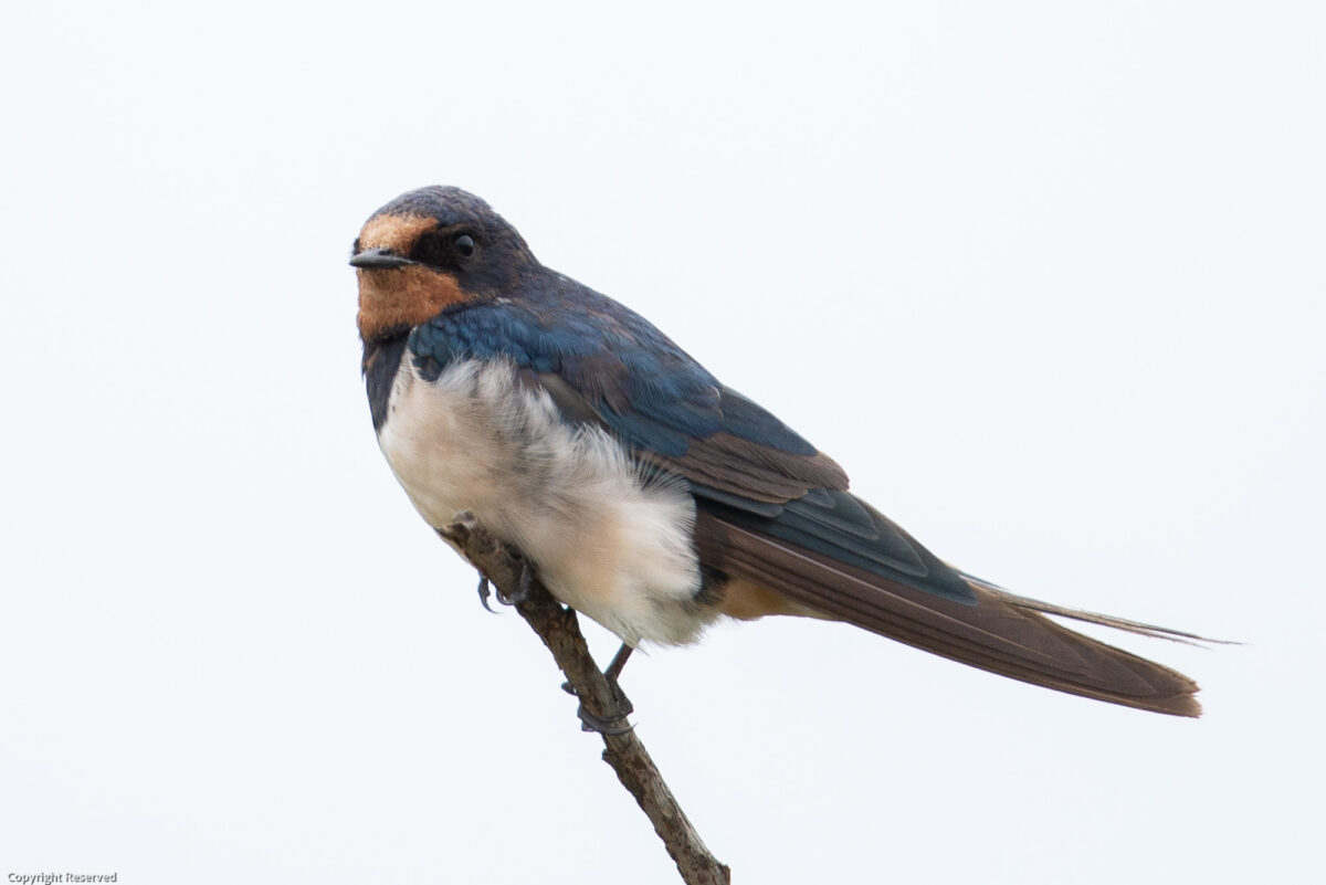 european swallow