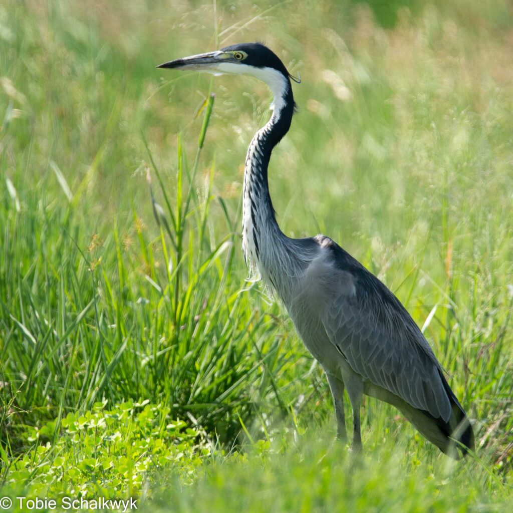 swartkopreier