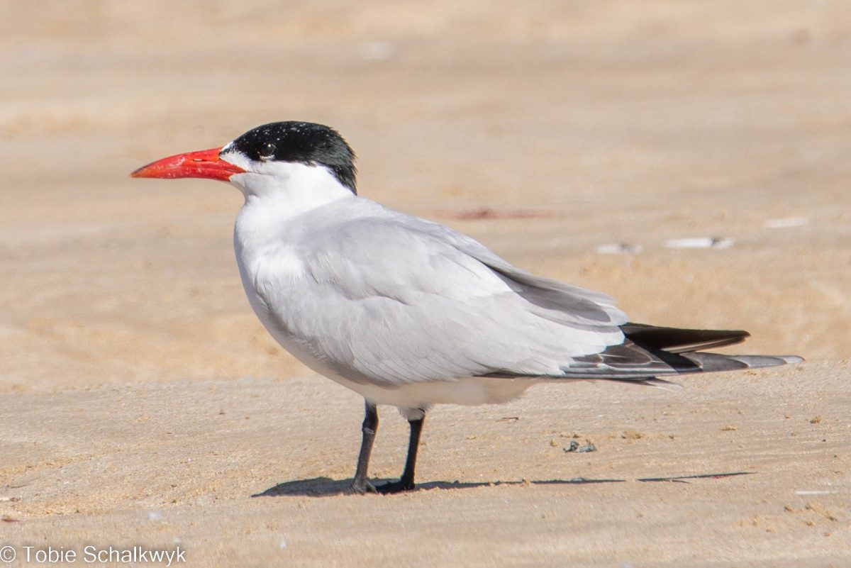 caspian tern