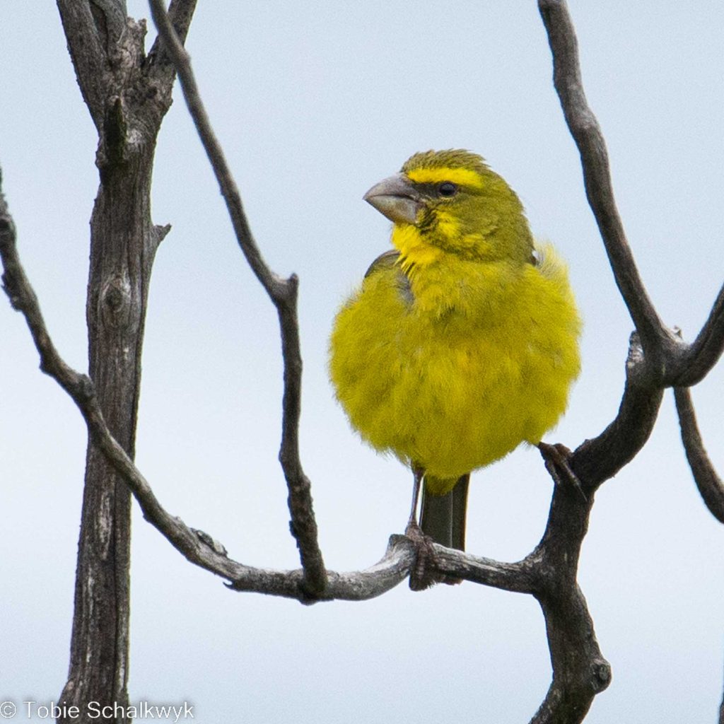 brimstone canary