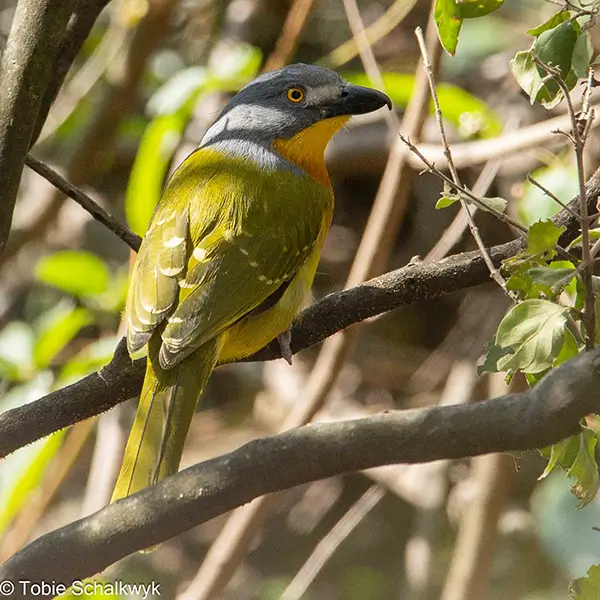 grey-headed bush-shrike | spookvoël