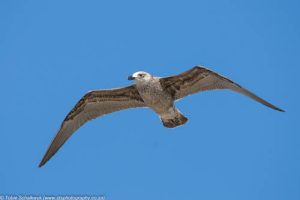 Gryskopmeeu