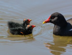 Grootwaterhoender