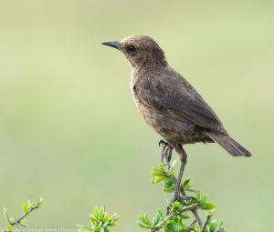 Swartpiek