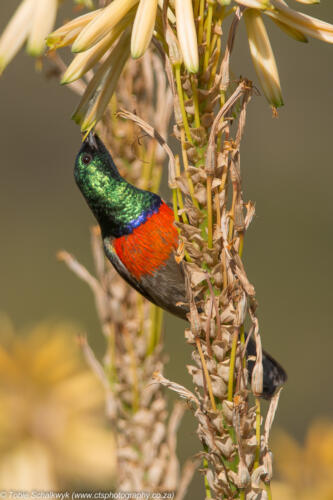 Groot-rooibandsuikerbekkie
