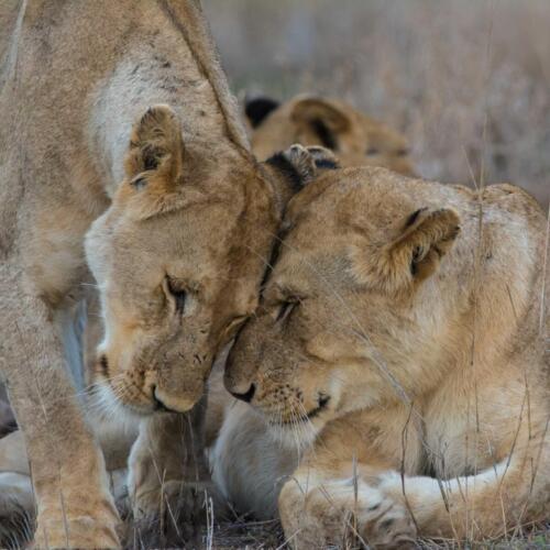 Lion-Love