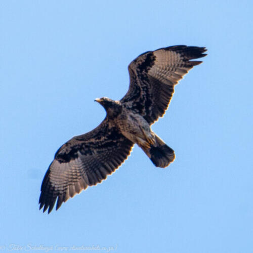 Juvenile Verreaux's Eagle